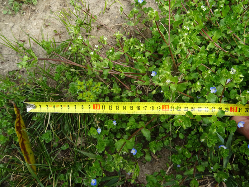 Stellaria media - Caryophyllaceae